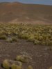25. vegetation de l'Altiplano